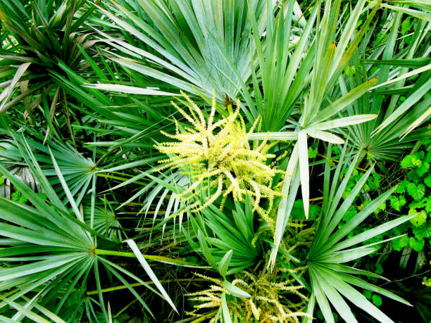 ho visto la pianta di palmetto con fioritura - saw palmetto foto e immagini stock