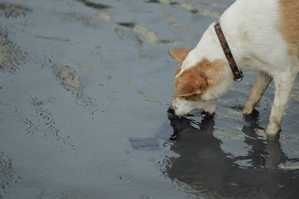 istock Poor Dog In The Flooded City 1010974756