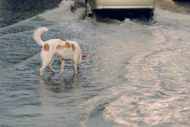 istock Poor Dog In The Flooded City 1010974882