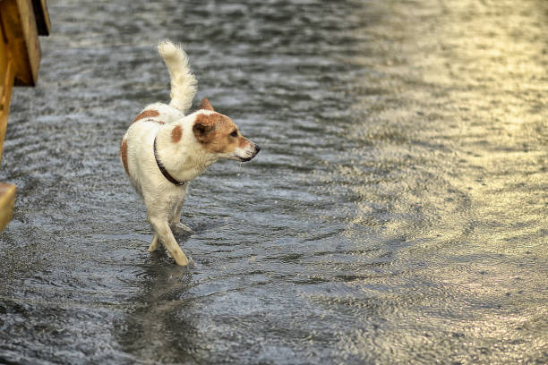 istock Poor Dog In The Flooded City 1010974910