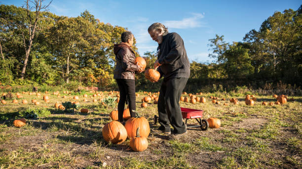 istock Three senior friends picking pumpkins at Pumpkin Patch 1010978330