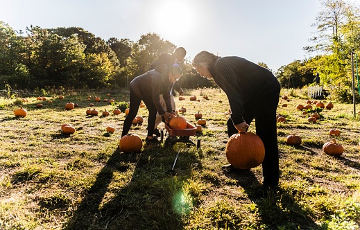 Three senior friends picking pumpkins at Pumpkin Patch in Long Island, New York, USA