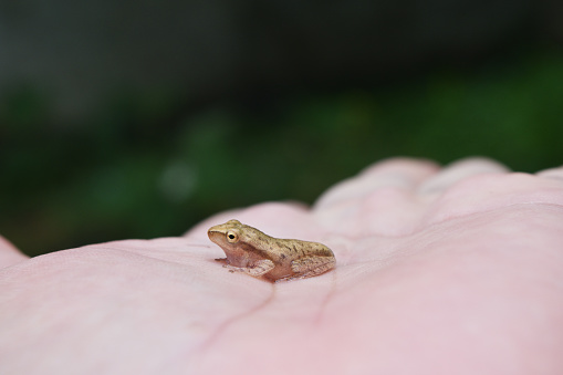 Common Tree Frog In Human Hand Stock Photo - Download Image Now - Baby -  Human Age, Frog, Nature - iStock