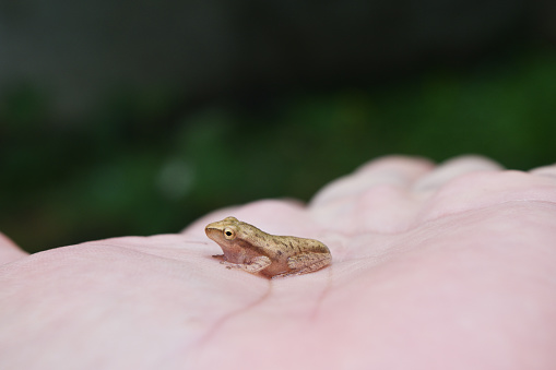 Common Tree Frog In Human Hand Stock Photo - Download Image Now - Baby - Human Age, Frog, Nature - iStock Common Tree Frog In Human Hand Stock Photo - Download Image Now - Baby - Human Age, Frog, Nature - iStock