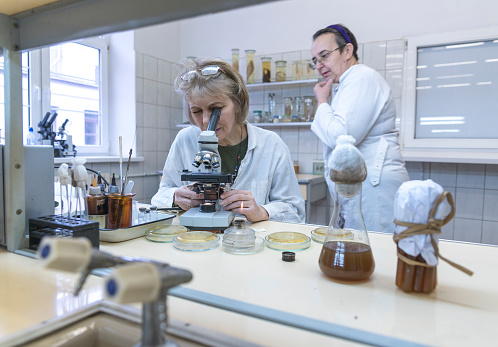 The senior 50-years-old women, scientist, working together with the microscope and bacterial culture in the college microbiology laboratory, Caliningrad, Russia