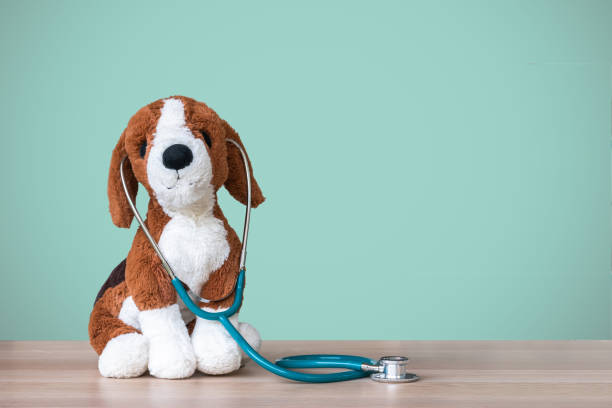 pädiatrische arzt für kinder medizinische gesundheits- und krankenpflege mit hundespielzeug, stethoskop und leere tafel textfreiraum auf klinische kinderarzt arbeitstisch im krankenhaus kind - vet veterinary medicine dog doctor stock-fotos und bilder