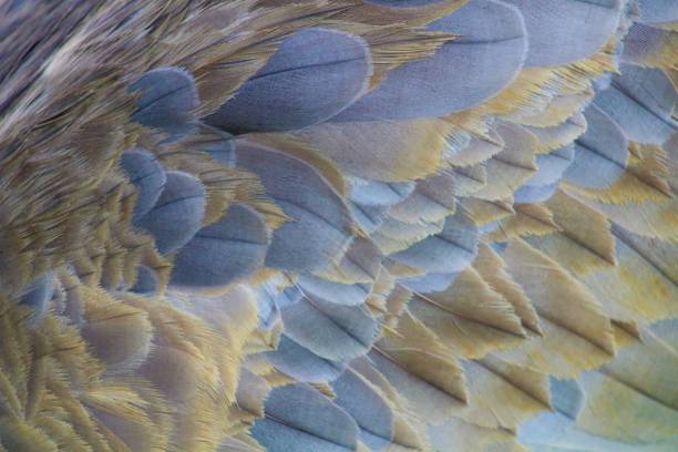 istock Sandhill Crane Billowy Soft Feathers 1010980994