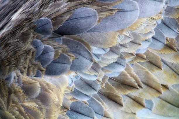 istock Sandhill Crane Tan and Blue Wing 1010980998