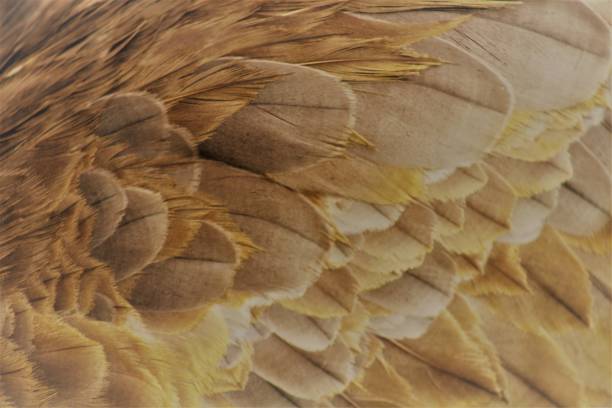 istock Sandhill Crane Soft Golden Glow 1010981184