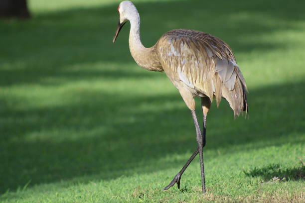 istock Sandhill Crane Delicate Female 1010981224