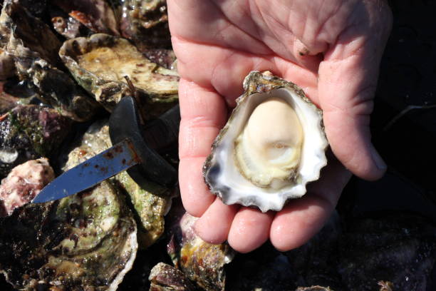 Sydney rock oysters stock photo