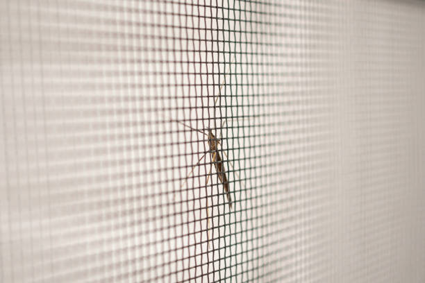 istock mosquito net wire screen on house window protection against insect 1010983996