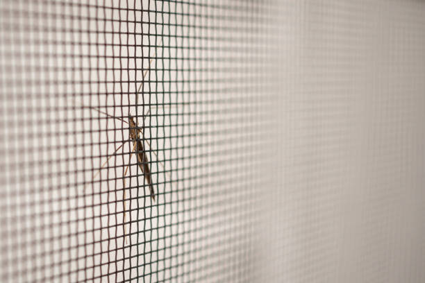 istock mosquito net wire screen on house window protection against insect 1010983998