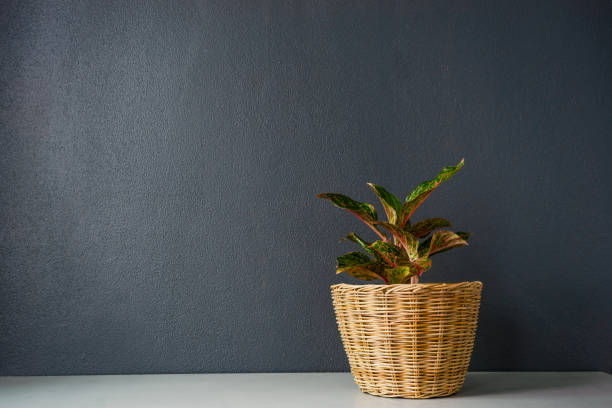 istock Aglaonema  or Chinese Erergreen in wicker basket. 1010984788