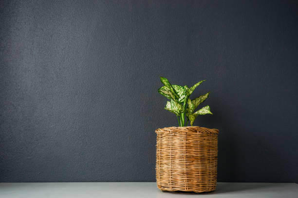 istock Aglaonema  or Chinese Erergreen in wicker basket. 1010984802
