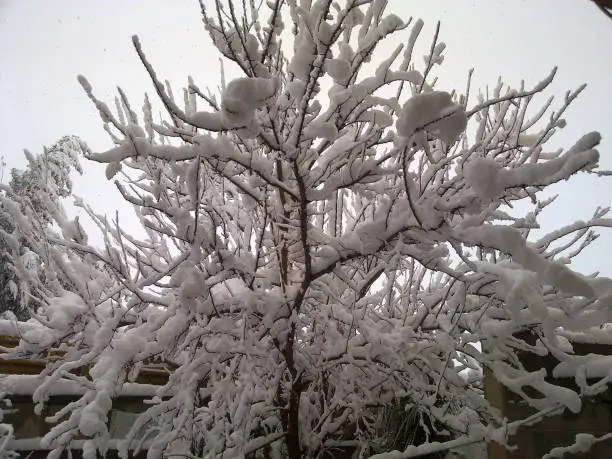 A picture of my friend's grove and the snow on the trees took the camera and the image of the shrub tree