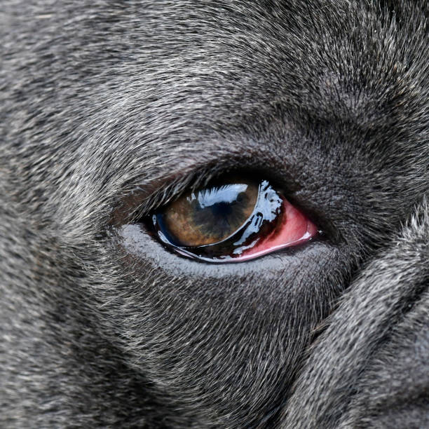 What Does It Mean When Dogs Have Red Eyes what-does-it-mean-when-dogs-have-red-eyes