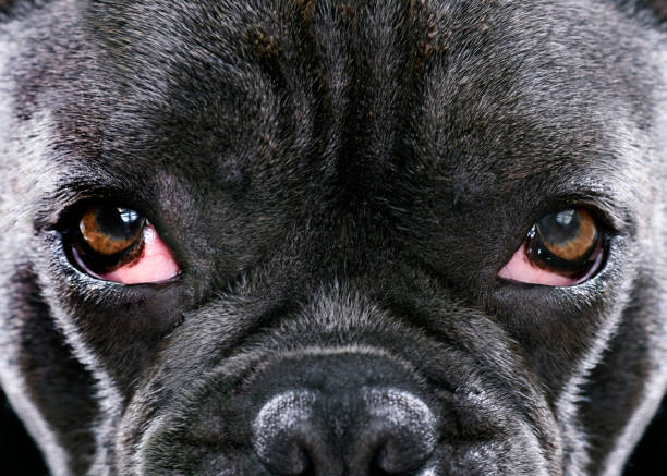istock dogs health eyes 1010987644