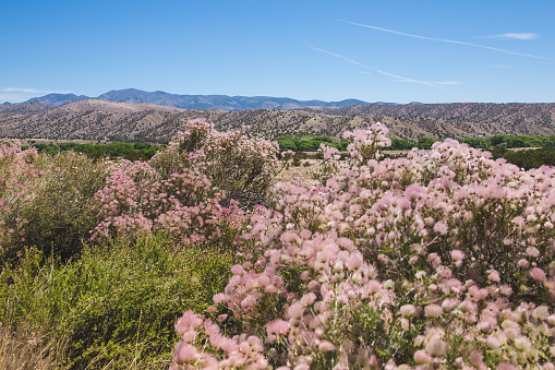 Pink Apache Plume or Fallugia paradoxa blooming in the Gila National Forest.