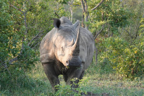istock Southern White Rhinoceros 1011000748