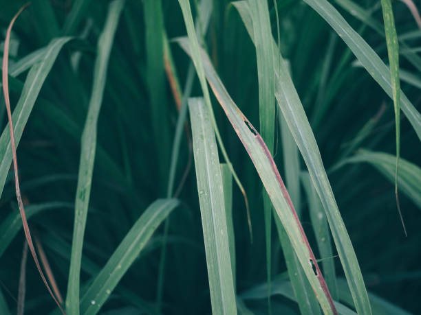 istock Beauty In Nature 1011011662