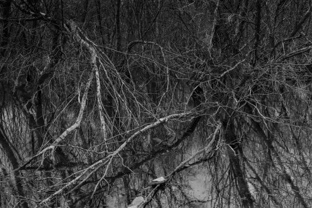 galhos de árvores mortas na floresta fria e inundação em tom de preto e cinza. conceito de esperança e desespero. - lamentation - fotografias e filmes do acervo