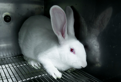 Experimental White Rabbits In A Cage Stock Photo - Download Image Now -  Cage, Laboratory, Rabbit - Animal - iStock