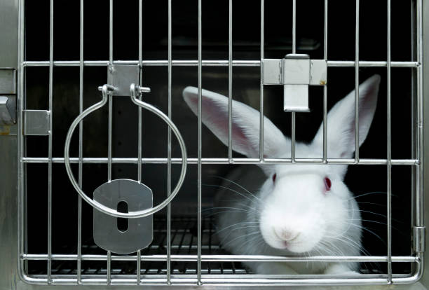 Experimental white rabbits in a cage stock photo