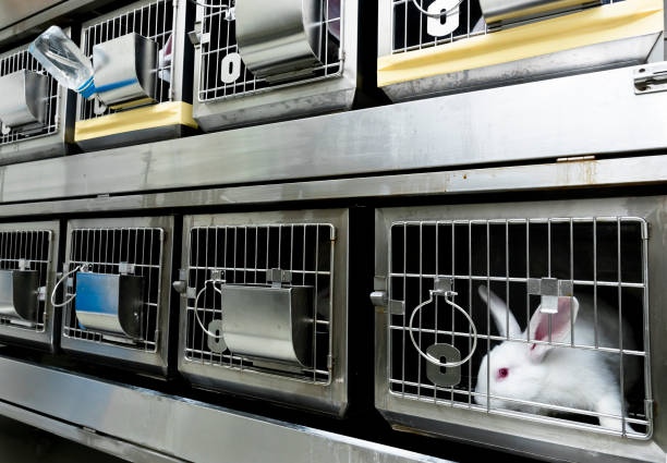 Experimental white rabbits in a cage Experimental white rabbits in laboratory for drug developments sick bunny stock pictures, royalty-free photos & images