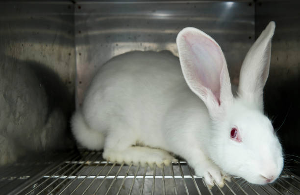 Experimental white rabbits in a cage stock photo