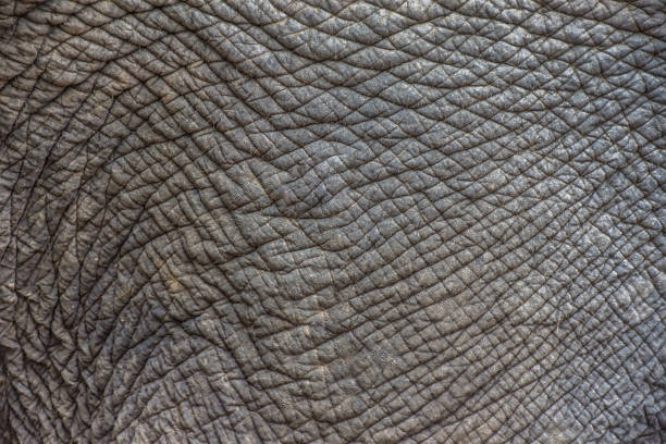 antecedentes textura de la piel de elefante. enfoque selectivo. - animal skin fotos fotografías e imágenes de stock