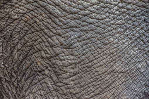 Elephant skin texture abstract background. Selective focus.