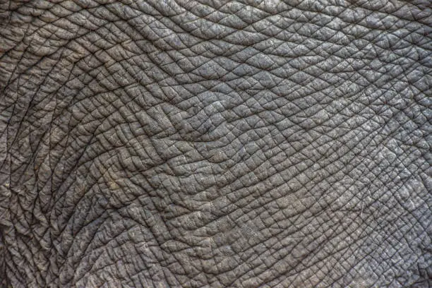 Photo of Elephant skin texture abstract background. Selective focus.