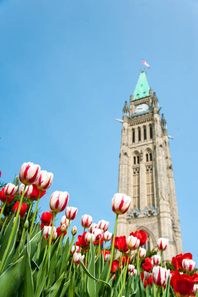 istock Tulips and Canada Parliament 1011036088