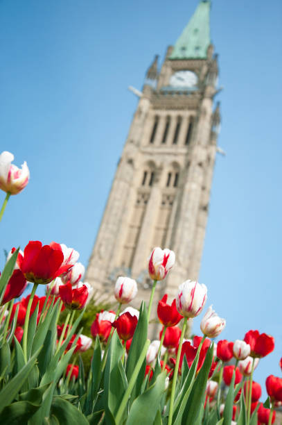 istock Tulips on Parliament III 1011036090