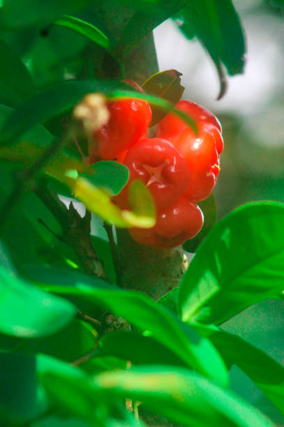 Java Rose 470+ Syzygium Samarangense Stock Photos, Pictures & Royalty-Free Images ...