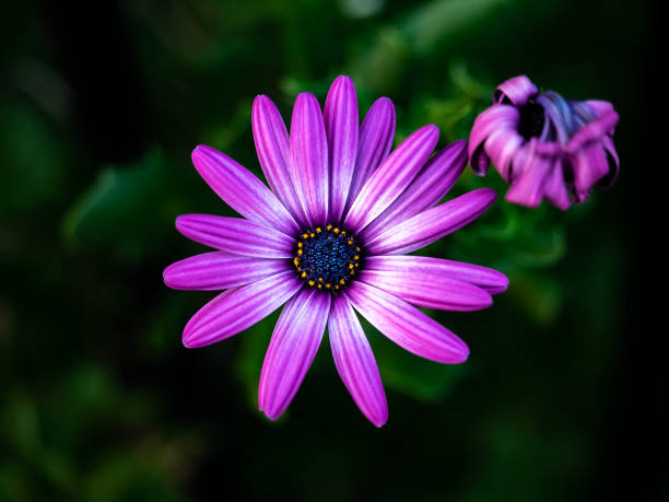 istock Purple daisy in bloom in Japan 1011052364