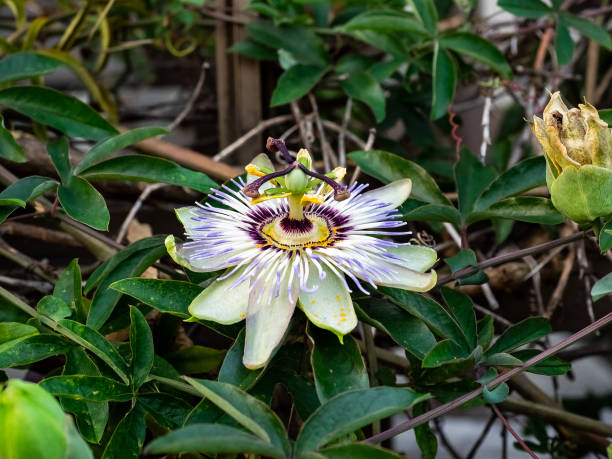 istock passionflower in bloom from the side 1011052366