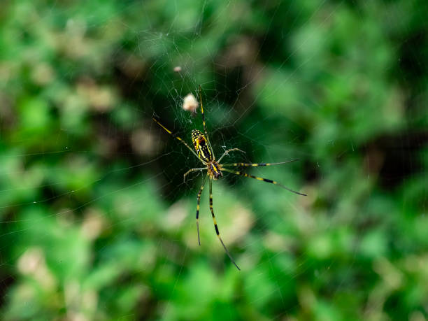 istock green Japanese weaver spider on its web 1011052592