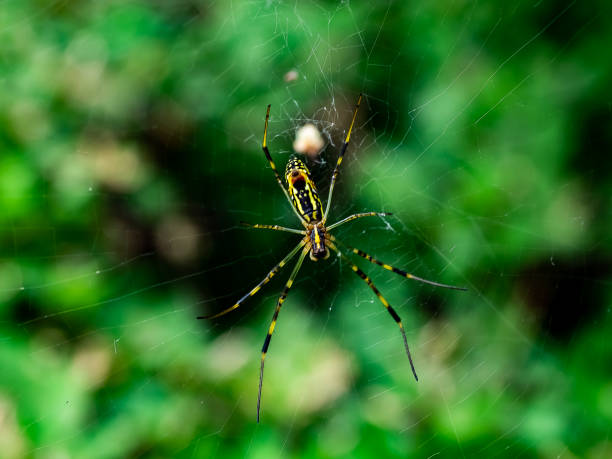 istock green Japanese weaver spider on its web 3 1011052610