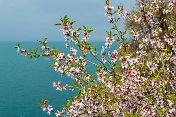 istock Blooming almond tree on Akdamar Island. Van Lake. Turkey 1011055242