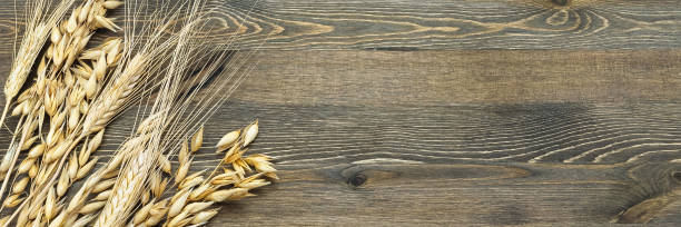 istock Ears of wheat and barley on a background from boards. 1011055246
