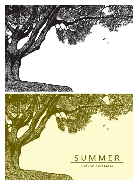 illustrations, cliparts, dessins animés et icônes de paysage d’été avec chêne et les oiseaux qui volent dans le ciel. - maple tree tree silhouette vector