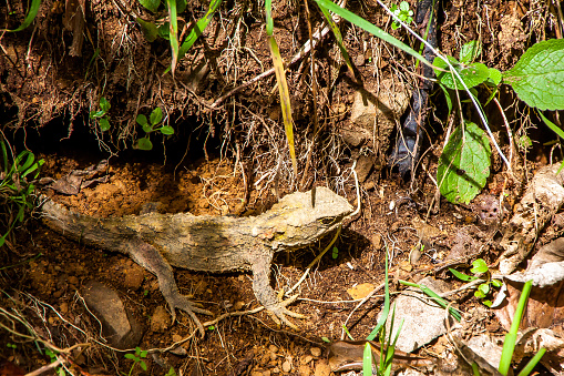 tuatara lizard in nature