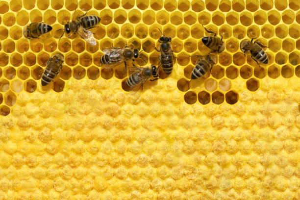 istock Bee on a cell with larvae. Bees Broods Copyspace. Concept of beekeeping. 1011067068