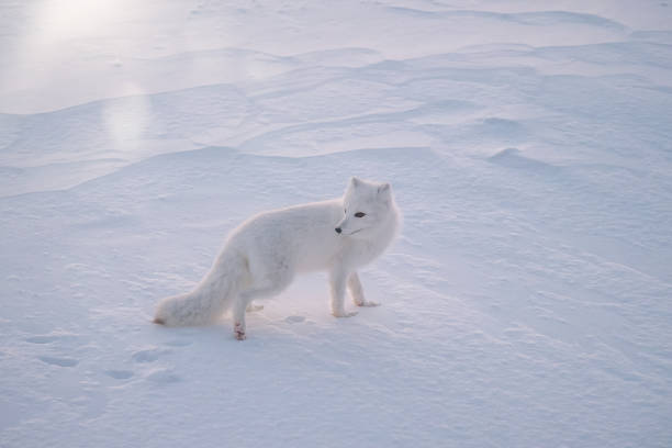 An Arctic fox (vulpes lagopus) standing in the snow on a very cold morning, near Churchill, Manitoba, Canada. A solitary white Arctic fox standing in the white snow, backlit from the morning sun, all of its body visible, including its fluffy tail and half of its face. white fox stock pictures, royalty-free photos & images