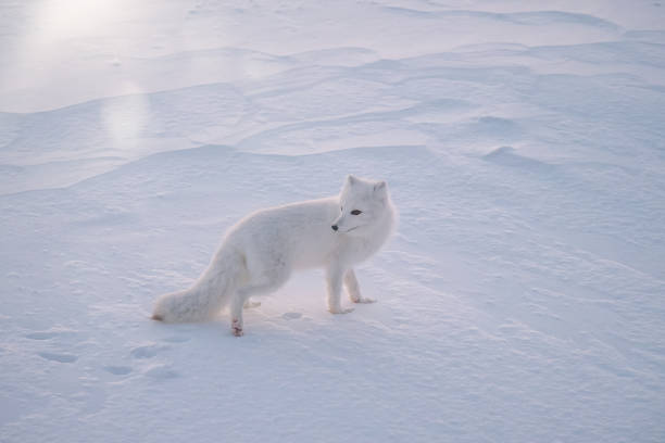 uma raposa ártica (lagopus de vulpes) em pé na neve numa manhã muito fria, perto de churchill, manitoba, canadá. - arctic manitoba churchill manitoba canada - fotografias e filmes do acervo