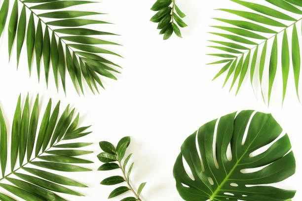 istock green palm branches on a white  background.abstract. top view.copy space.flat lay 1011067632