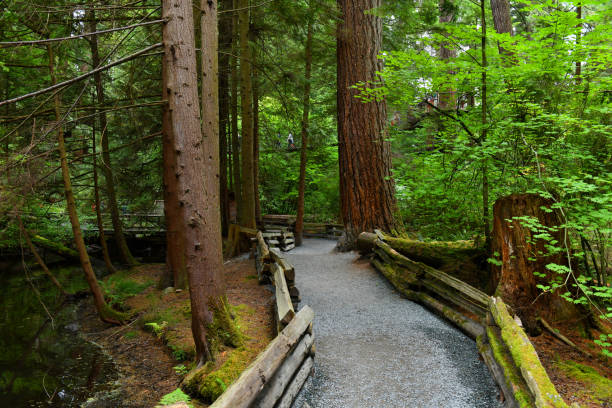 istock Trails in the Capilano Park in Vancouver, Canada 1011070628