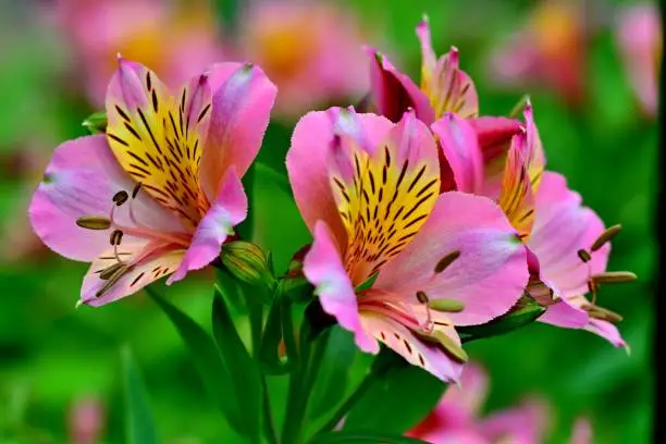 Alstroemeria, also called the Peruvian lily, Lily of the Incas, Parrot lily, New Zealand Christmas bell, Parrot flower, Red parrot beak, is native to South America. Alstroemeria are best known as cut flowers and last as long as two weeks in a vase, but they can also be grown in the garden. Alstroemeria flowers bloom from late spring to early summer and come in many shades of colors such as red, orange, pink, yellow, rose, purple and white.